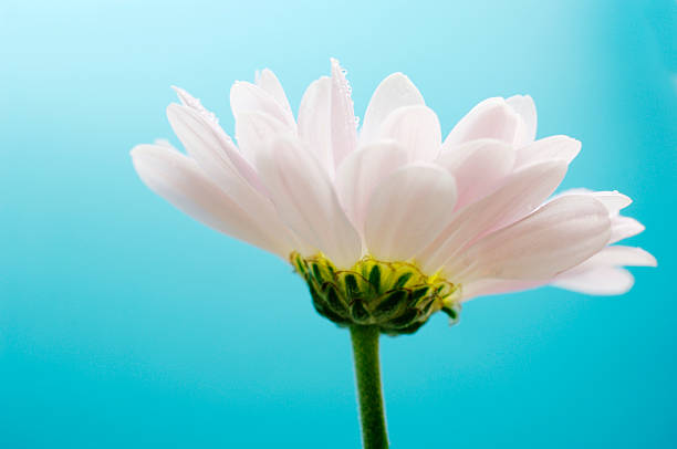 istock gerbera daisy flower against pale blue 92521682