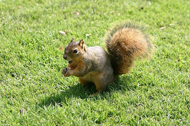 Squirrel holding nut stock photo