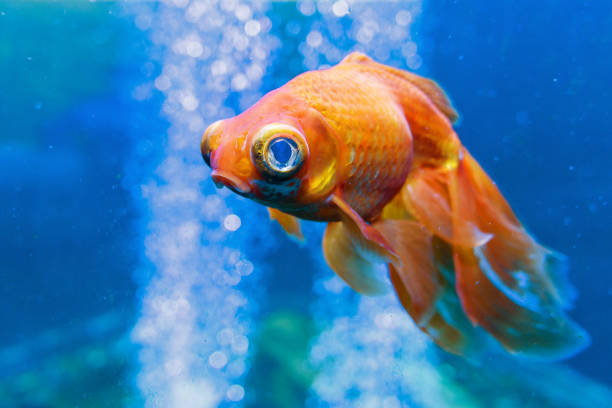 goldfische im aquarium mit wasserblasen - fischaugen stock-fotos und bilder