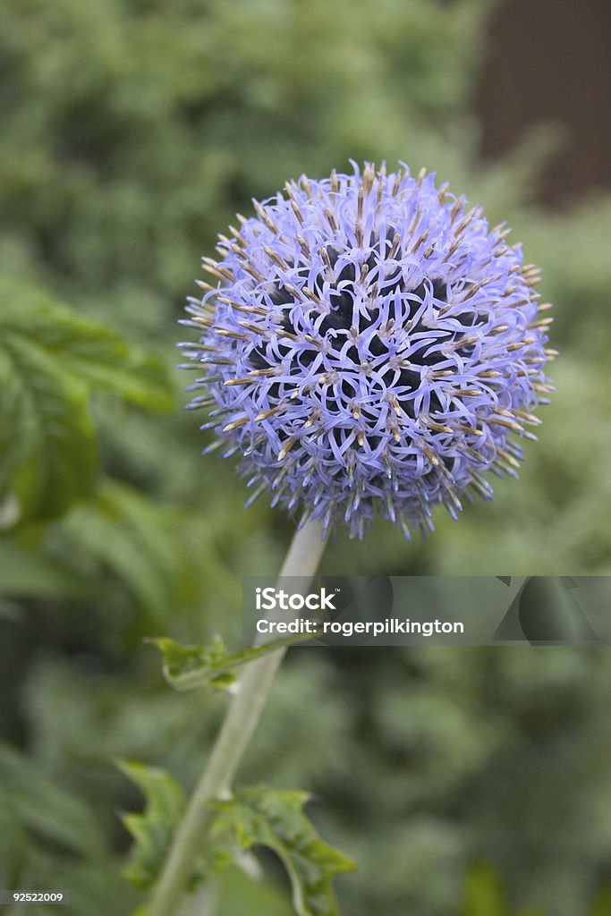 Globe Thistle - Royalty-free Azul Foto de stock