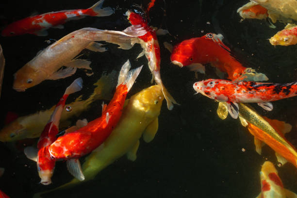 istock Koi, Fancy Carp are swimming in above water surface 925220150