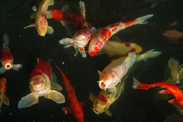 istock Koi, Fancy Carp are swimming in above water surface 925220156