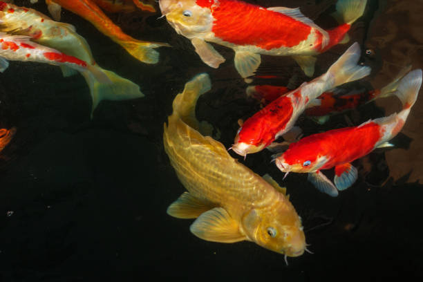 istock Koi, Fancy Carp are swimming in above water surface 925220164