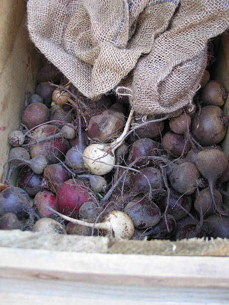 Fresco orgânico Beets - fotografia de stock