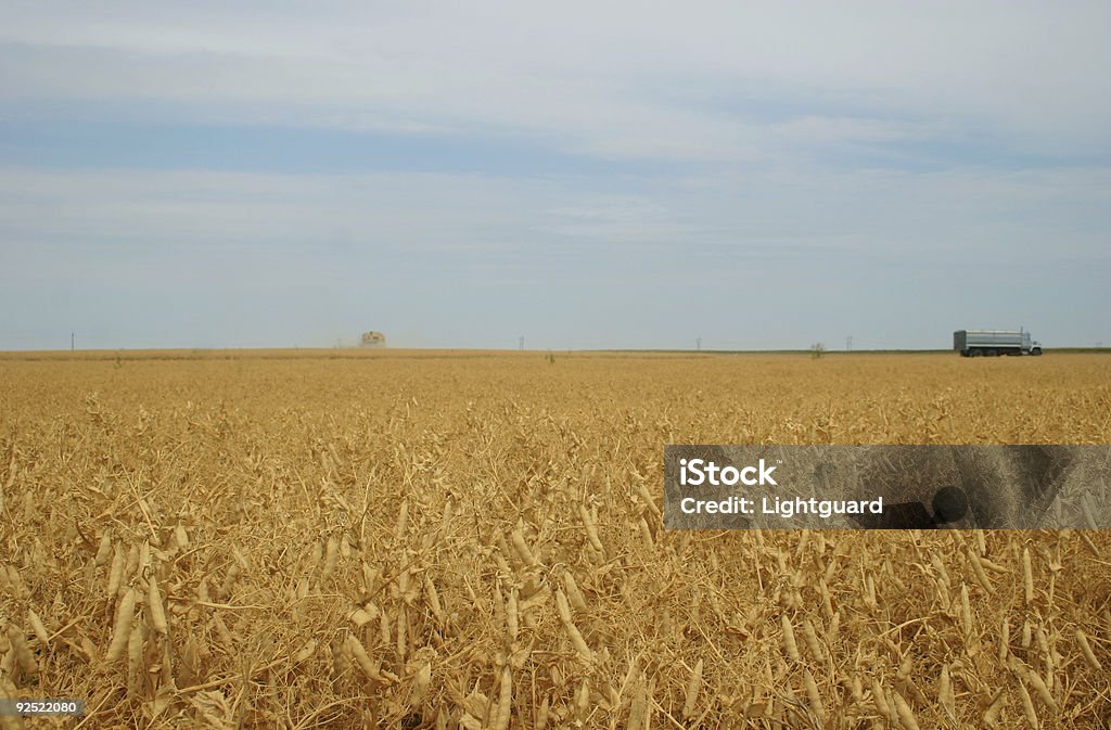 Piselli harvest 2 - Foto stock royalty-free di Campo