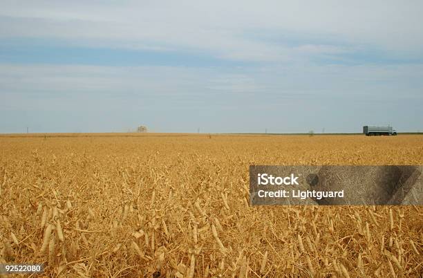Piselli Harvest 2 - Fotografie stock e altre immagini di Campo - Campo, Cereale, Piselli freschi