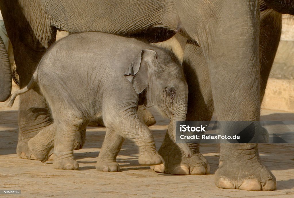 A necessidade de protecção-Cria de elefante com sua mãe - Royalty-free Elefante Foto de stock