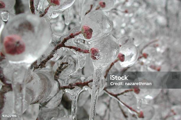 Sarg Für Bud Stockfoto und mehr Bilder von Hartriegel - Hartriegel, Hausgarten, Winter