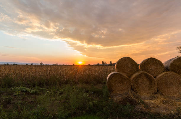 istock Hay roll bales on countryside field 925222664