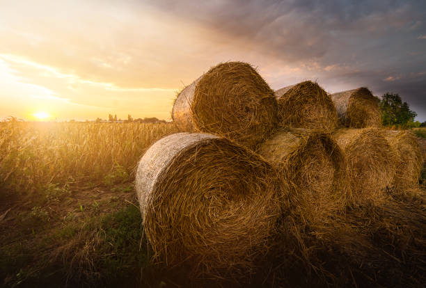 istock Hay roll bales on countryside field 925222734
