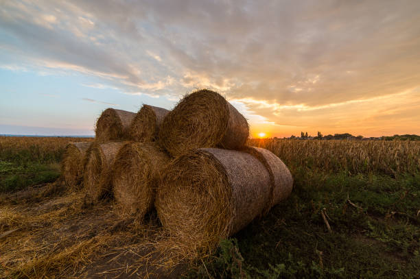 istock Hay roll bales on countryside field 925222742