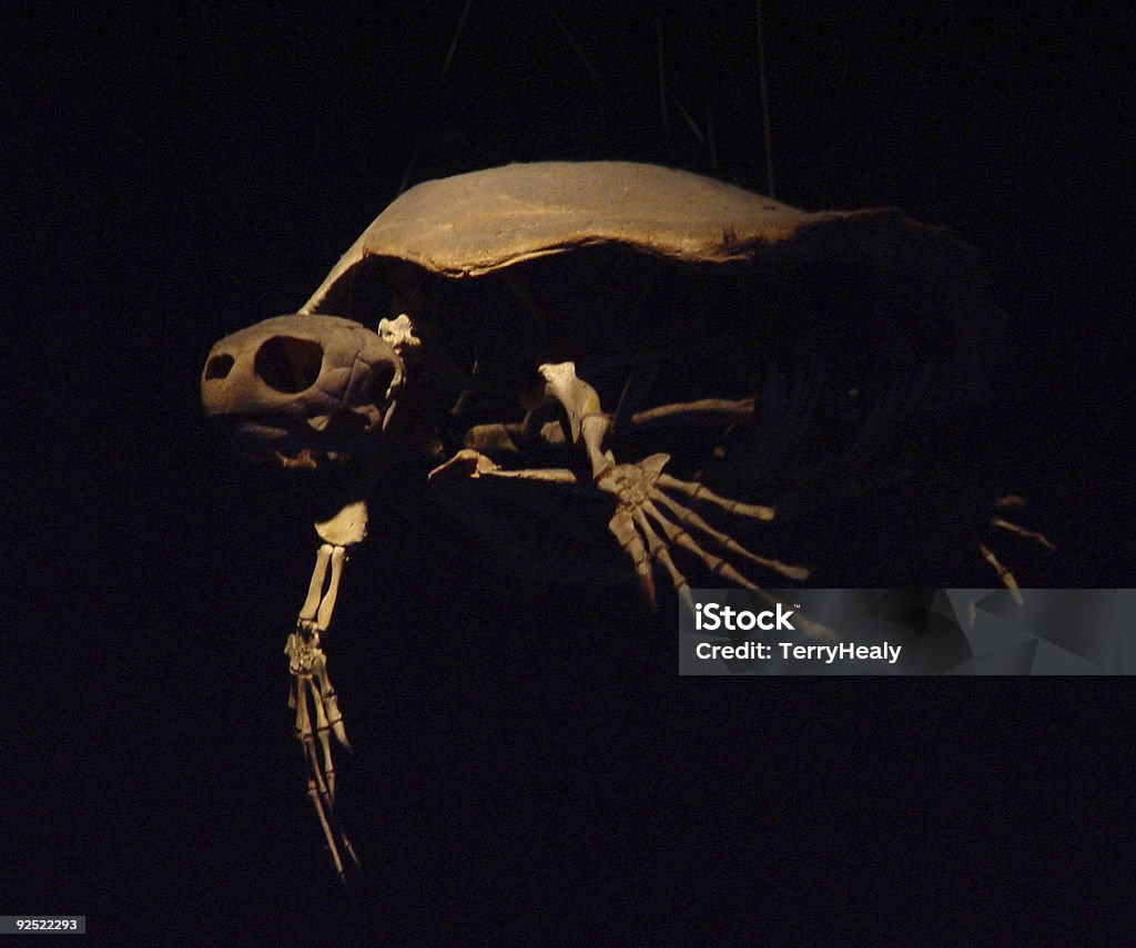 Voar Tartaruga Fantasma - Royalty-free Esqueleto de animal Foto de stock