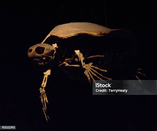 Voar Tartaruga Fantasma - Fotografias de stock e mais imagens de Esqueleto de animal - Esqueleto de animal, Tartaruga, Animal