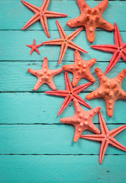 istock Shell and starfish frame with space on wooden old background. 925223198