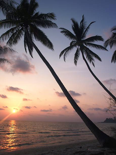 sun set sotto le palme - foto stock