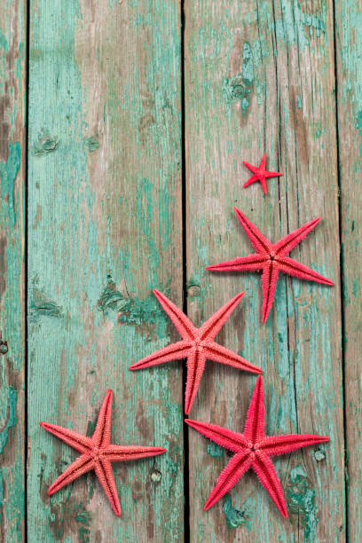 istock Shell and starfish frame with space on wooden old background. 925224624