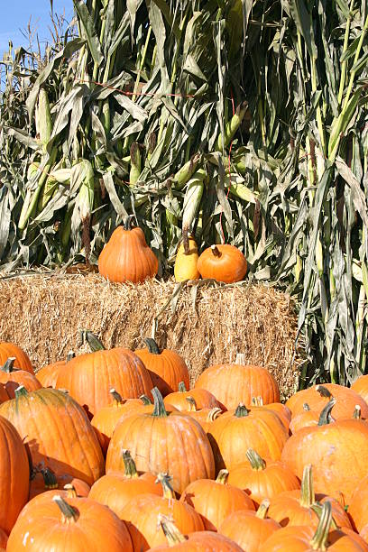 pumpkins & corn stalks stock photo