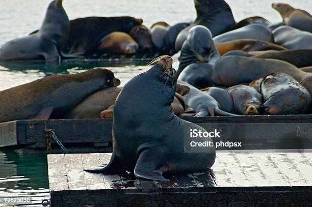 Robben Pier 39 In San Francisco Stockfoto und mehr Bilder von Anlegestelle - Anlegestelle, Aquatisches Lebewesen, Farbbild