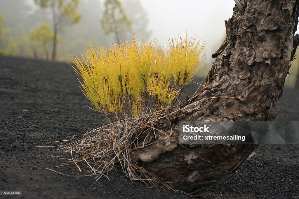 Ramo di pino Volcán San Martín - Foto stock royalty-free di Ago - Parte della pianta