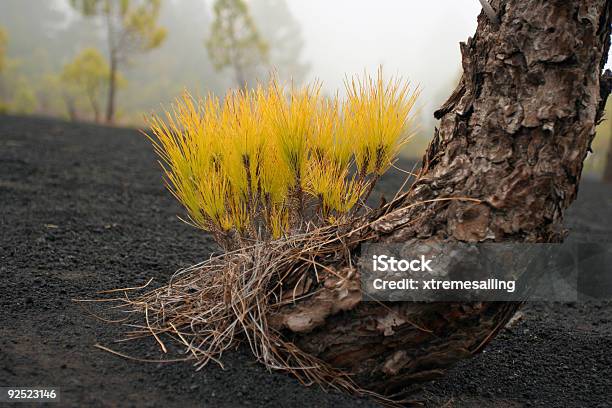 Ramo Di Pino Volcán San Martín - Fotografie stock e altre immagini di Ago - Parte della pianta - Ago - Parte della pianta, Albero, Ambientazione tranquilla