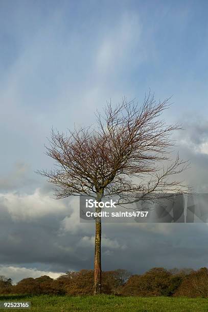 Lone Tree Stock Photo - Download Image Now - Abandoned, Absence, Autumn