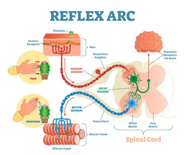 Spinal Reflex Arc anatomical scheme, vector illustration, with spinal cord, stimulus pathway to the sensory neuron, relay neuron, motor neuron and muscle tissue. Spinal Reflex Arc anatomical scheme, vector illustration, with spinal cord, stimulus pathway to the sensory neuron, relay neuron, motor neuron and muscle tissue. Educational diagram. nervous tissue stock illustrations