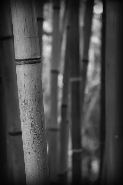 Photo of bamboo - close up