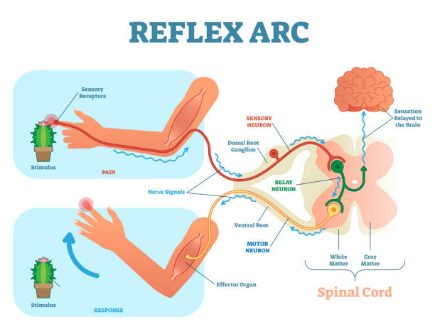 illustrazioni stock, clip art, cartoni animati e icone di tendenza di schema anatomico dell'arco riflesso spinale, illustrazione vettoriale, con midollo spinale, percorso di stimolo verso il neurone sensoriale, neurone relè, motoneurone e tessuto muscolare. - percezione sensoriale