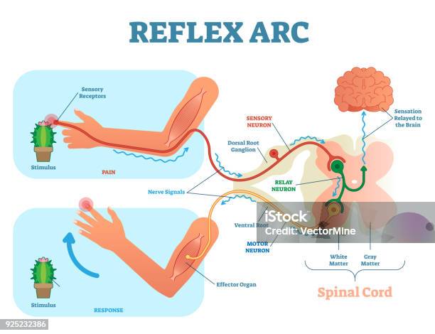 Spinal Reflex Arc Anatomical Scheme Vector Illustration With Spinal Cord Stimulus Pathway To The Sensory Neuron Relay Neuron Motor Neuron And Muscle Tissue Stock Illustration - Download Image Now