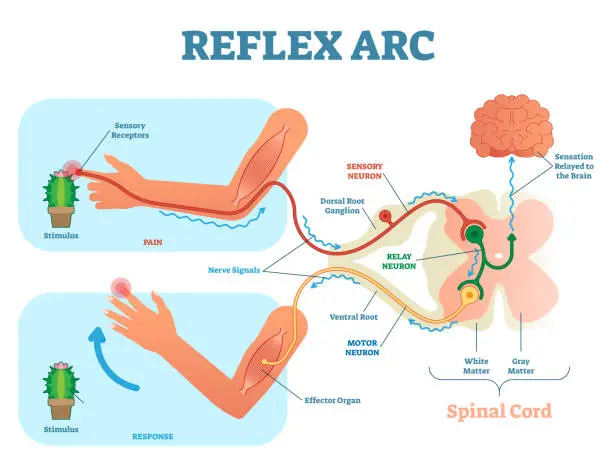 Vector illustration of Spinal Reflex Arc anatomical scheme, vector illustration, with spinal cord, stimulus pathway to the sensory neuron, relay neuron, motor neuron and muscle tissue.