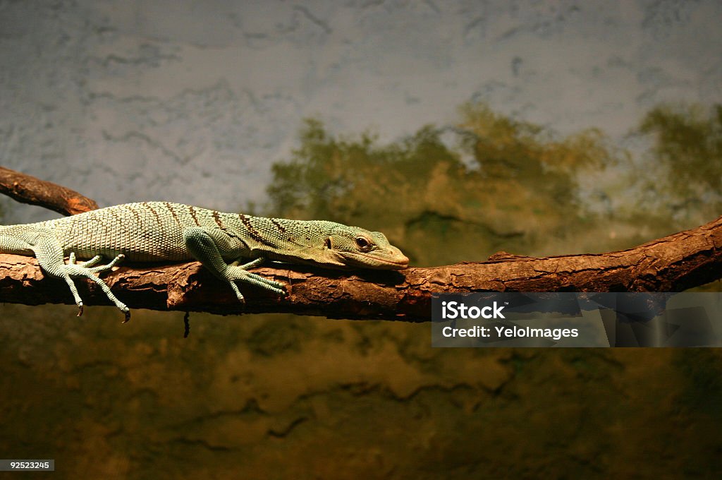 Lizard na filial - Foto de stock de Acessibilidade royalty-free