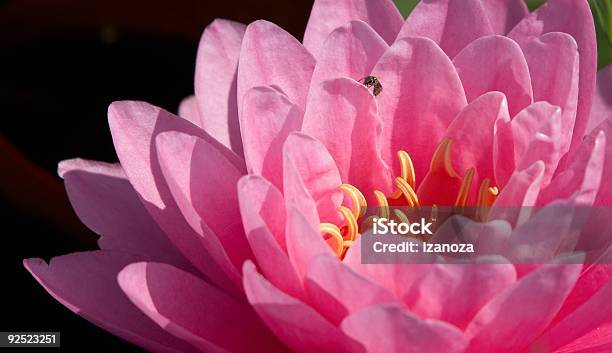 Foto de Máximo Das Ninfeiasderosa e mais fotos de stock de Beleza - Beleza, Botânica - Assunto, Cabeça da flor