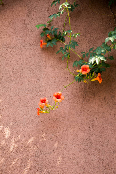istock Amazing colorful Spring flowers in nature 925232866