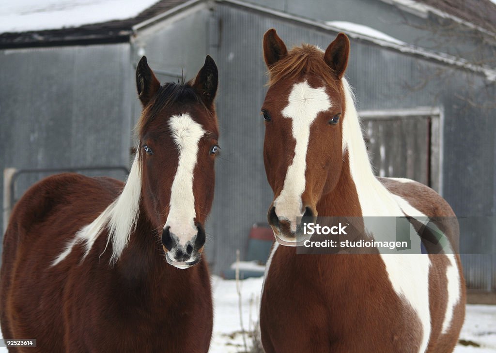 Painted de chevaux - Photo de Animaux domestiques libre de droits