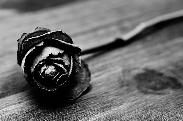 istock black and white, fading love, dying rose 92523726