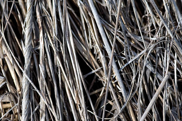 Black white dry grass texture background