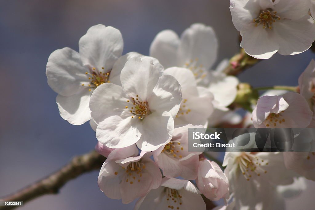 Sakura im Sonnenlicht - Lizenzfrei April Stock-Foto