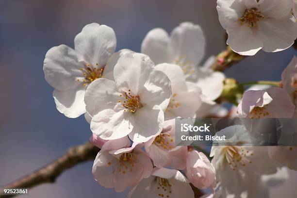 Sakura Im Sonnenlicht Stockfoto und mehr Bilder von April - April, Asiatische Küche, Asien