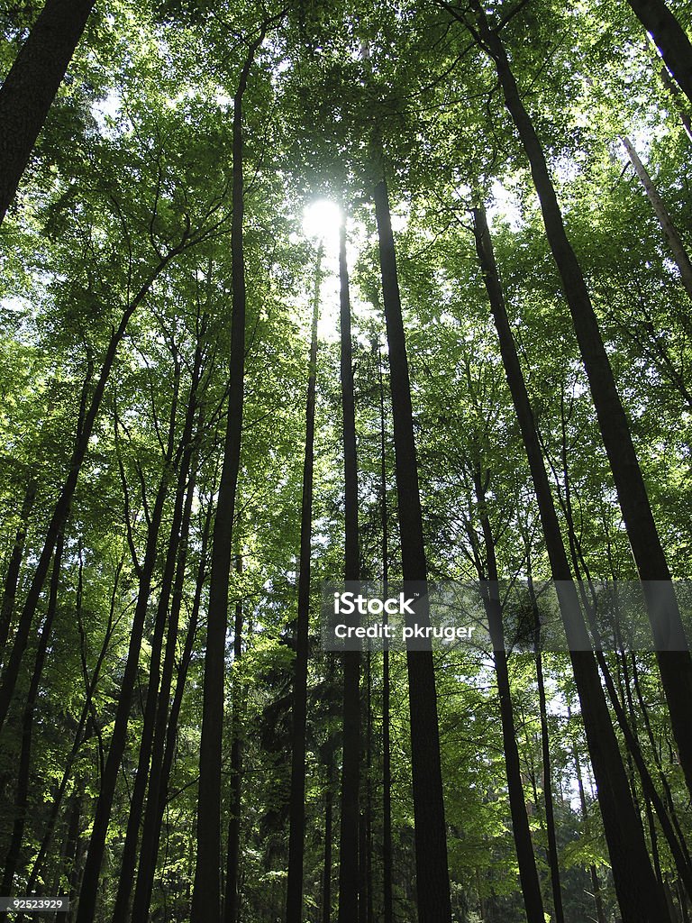 Long trees and the sunlight on deep dark forest Deep Dark Trees Branch - Plant Part Stock Photo