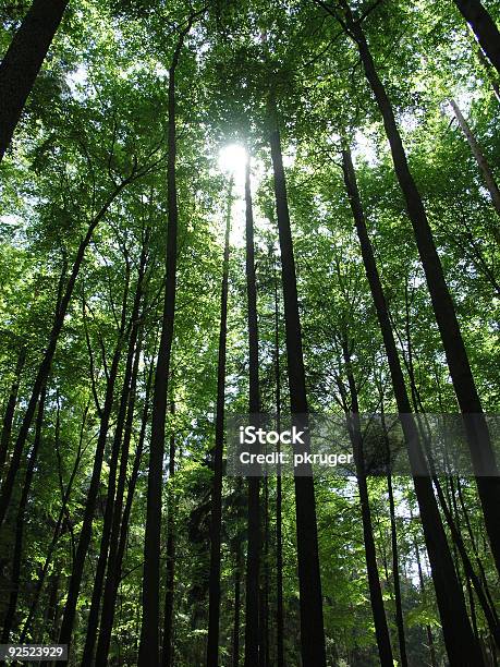 Long Trees And The Sunlight On Deep Dark Forest Stock Photo - Download Image Now - Branch - Plant Part, Color Image, Dark