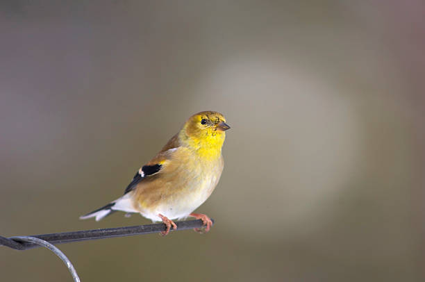 istock Goldfinch on a metal perch 92523969