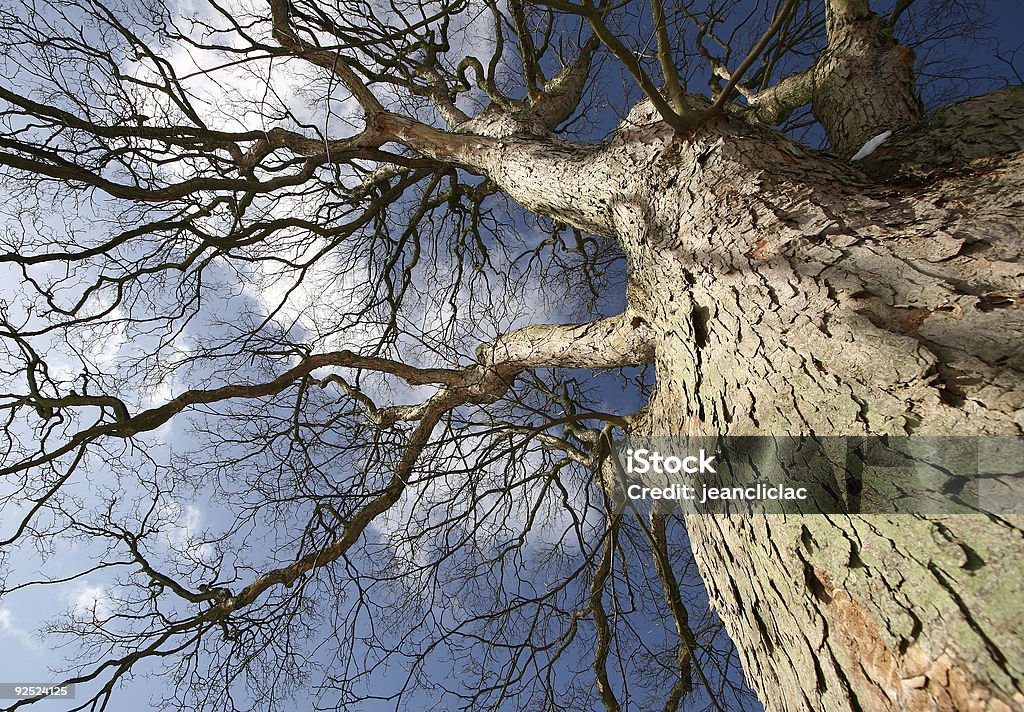 Лес - Стоковые фото Arboreal Animal роялти-фри