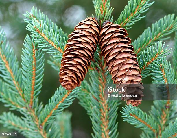 Photo libre de droit de Plots banque d'images et plus d'images libres de droit de Aiguille - Partie d'une plante - Aiguille - Partie d'une plante, Arbre, Arbre à feuilles persistantes