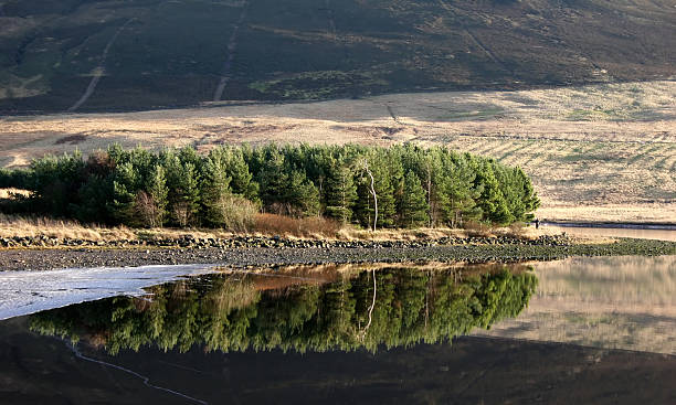 Refleja los árboles - foto de stock