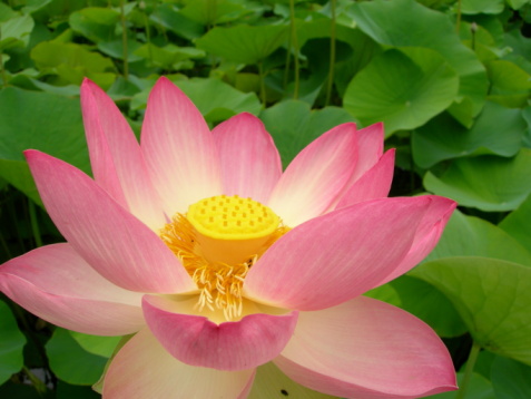 sacred lotus flower pretty pink
