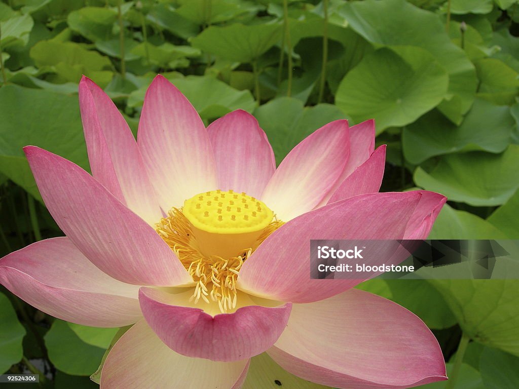 Kwiat lotosu otwarty - Zbiór zdjęć royalty-free (Azja)