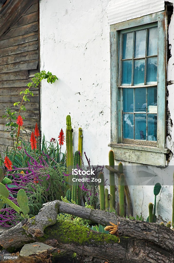 Jardin de Cactus fenêtre - Photo de Agave lechuguilla libre de droits