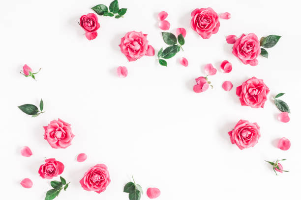 istock Rose flowers on white background. Flat lay, top view 925243820