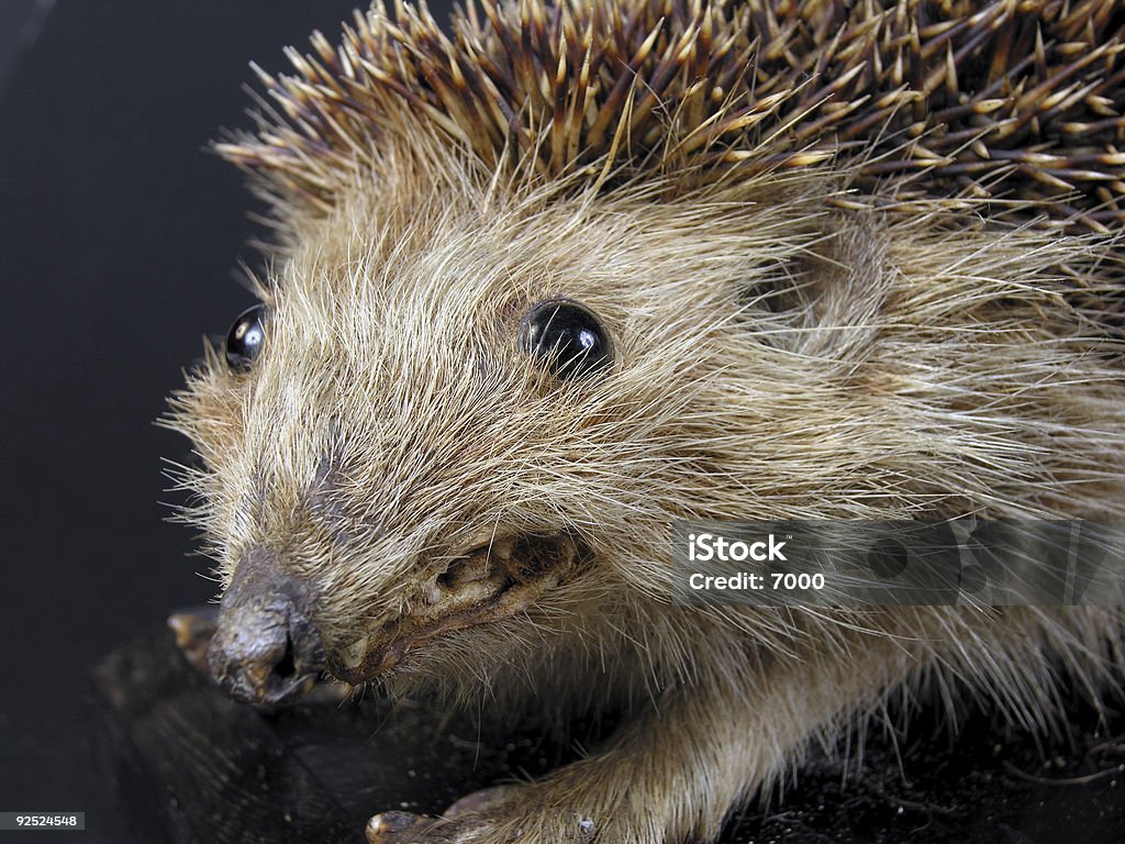 Hérisson Head - Photo de Animal mort libre de droits