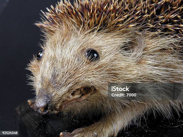 Photo libre de droit de Hérisson Head banque d'images et plus d'images libres de droit de Animal mort - Animal mort, Animaux de compagnie, Collection